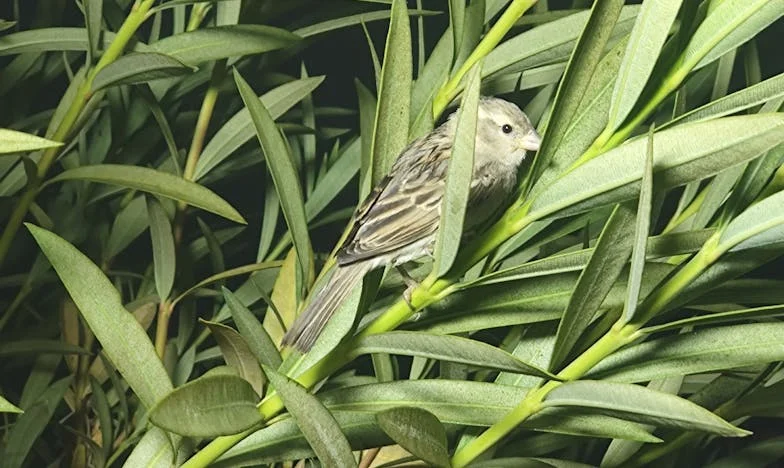 Entre deux générations : le choix de Camille