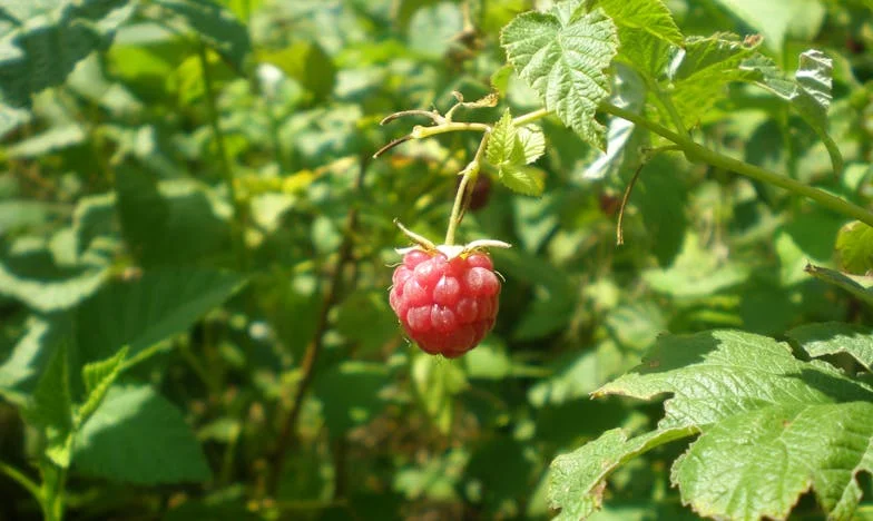 Entre Deux Mères : Le Combat d'une Cuisine