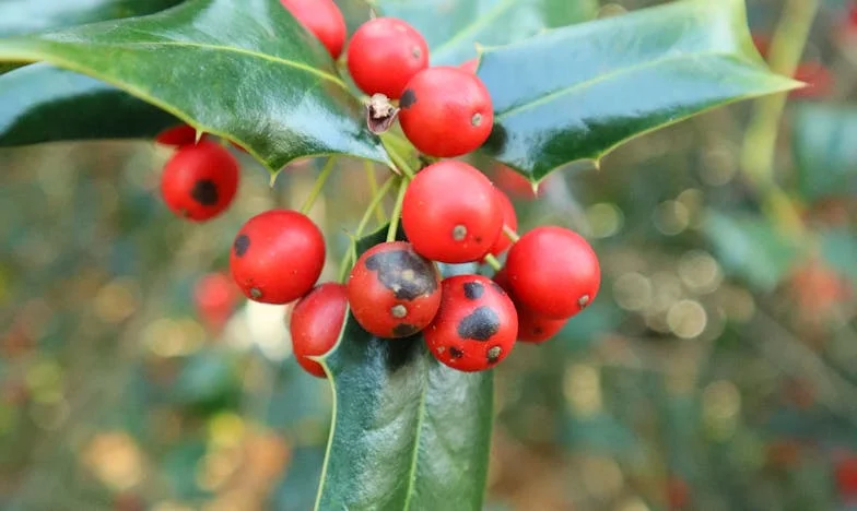 Quand la facture du mariage est tombée : le jour où mes beaux-parents ont avoué leur impuissance