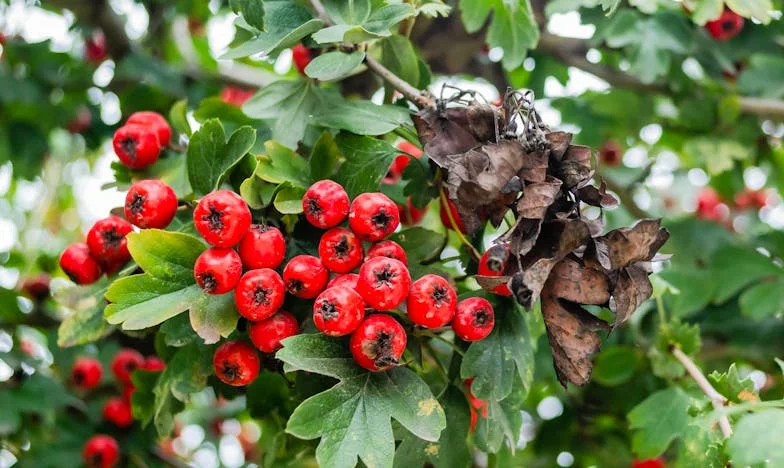 Le cadeau de ma belle-mère – Peut-on pardonner une telle humiliation ?