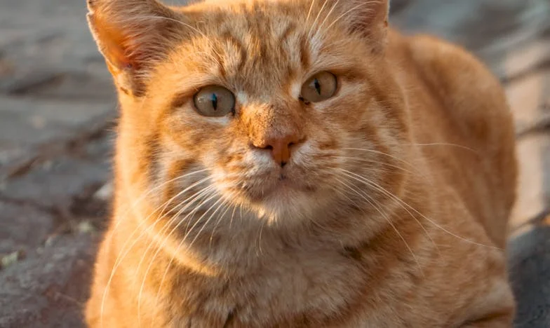 Celle qu’on cachait – L’histoire d’une fille gênante