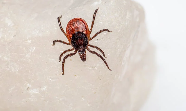 La fille de l’éboueuse – l’histoire qui a bouleversé tout le lycée le jour de mon bac