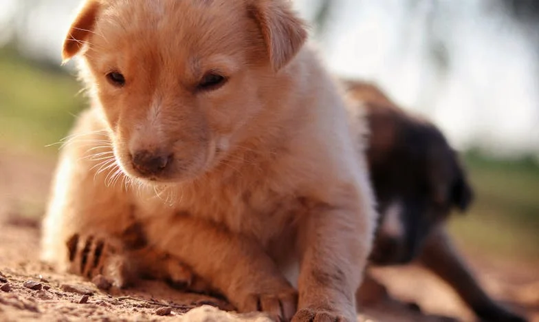 Il surprend sa fille à genoux devant la gamelle du chien… et ce qu’il découvre ensuite brise tout ce qu’il croyait savoir