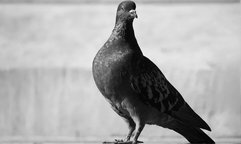 A los sesenta y tres, el amor me encontró en Kazimierz