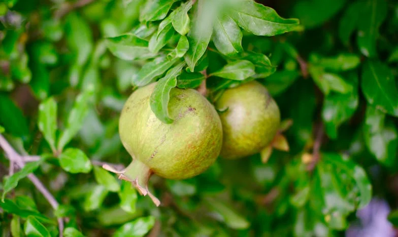 Cuando el silencio pesa más que las palabras: La visita que nunca llegó
