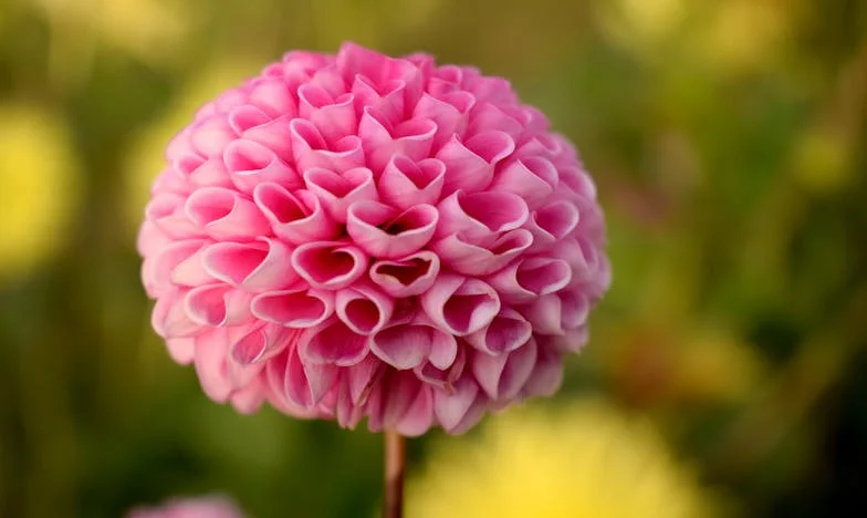 Cuando el Tercer Hijo Rompió el Silencio: Una Familia al Límite