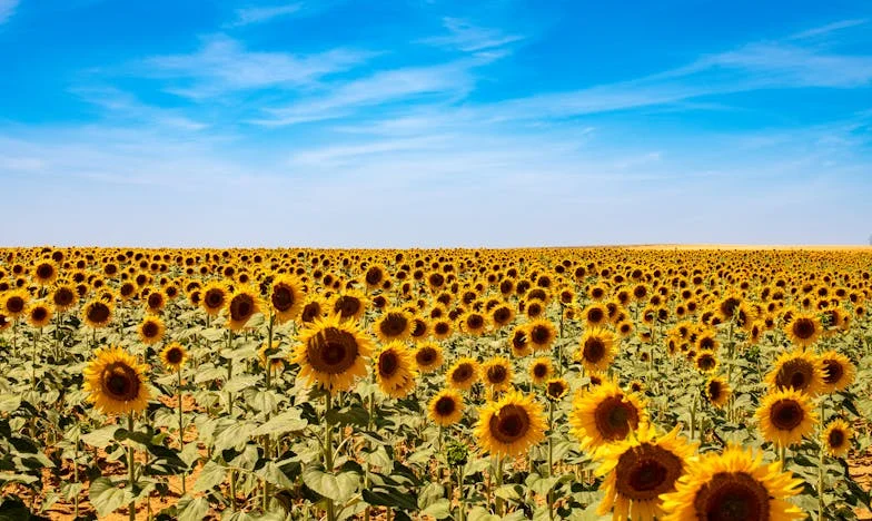 Cuando Mamá Decide: El Precio de Amar a Lucía
