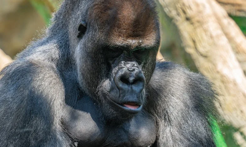 Cuando mi suegra se instaló en casa: Crónica de silencios y sueños rotos