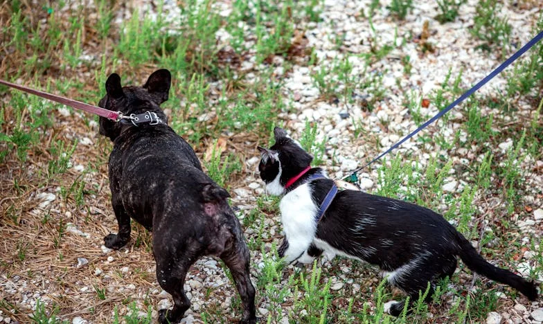 Demasiado Tarde para Volver: El Silencio Entre Hermanas