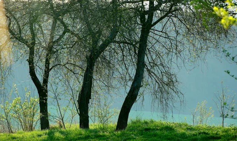 Descorazonada: Mi Tierra Regalada y la Brecha Familiar que Provocó