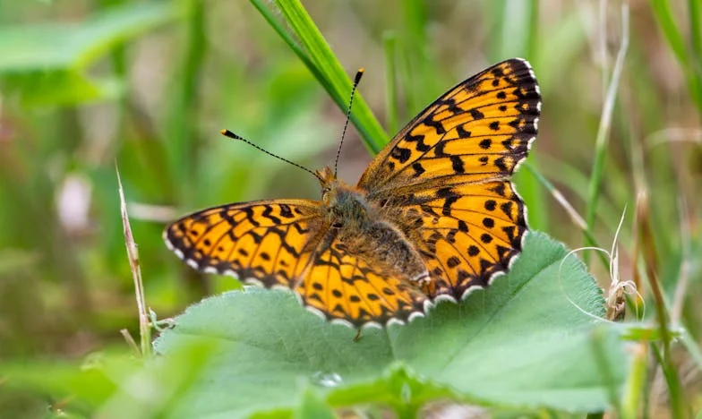 Descubrí que el hombre que amaba tenía esposa: Mi venganza y mi renacer