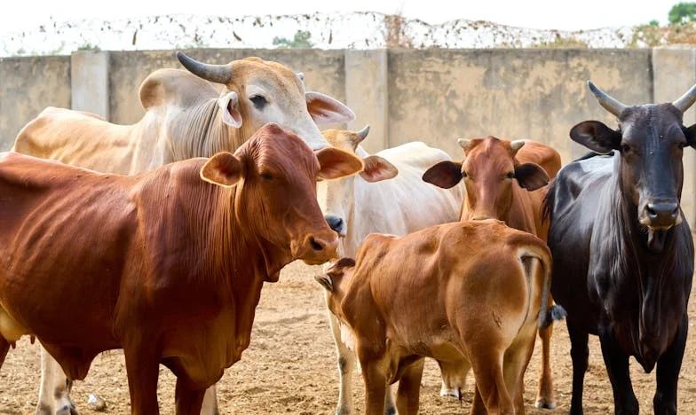 El día que Lucía llamó a mi puerta