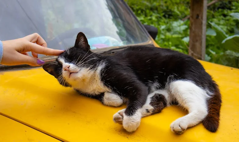 El precio del silencio: El día que vi a mi cuñado con otra y callé por mi hermana embarazada