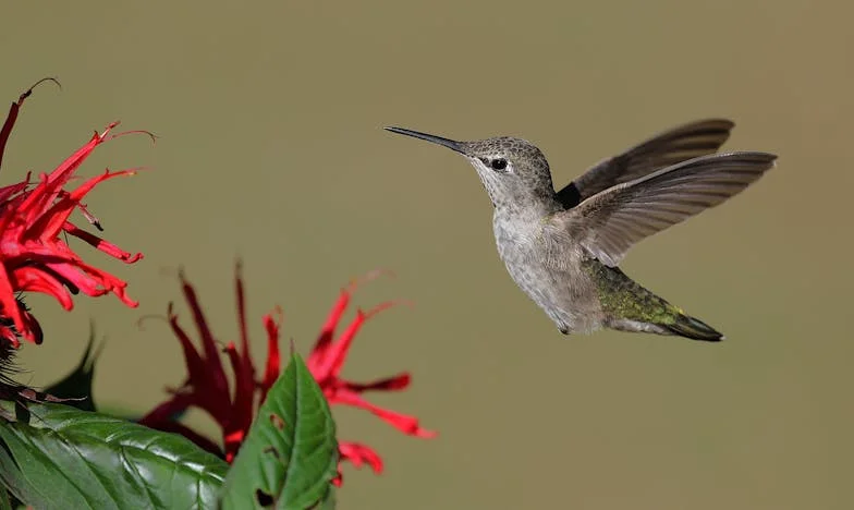 El Regalo Inesperado: Entre la Gratitud y la Verdad