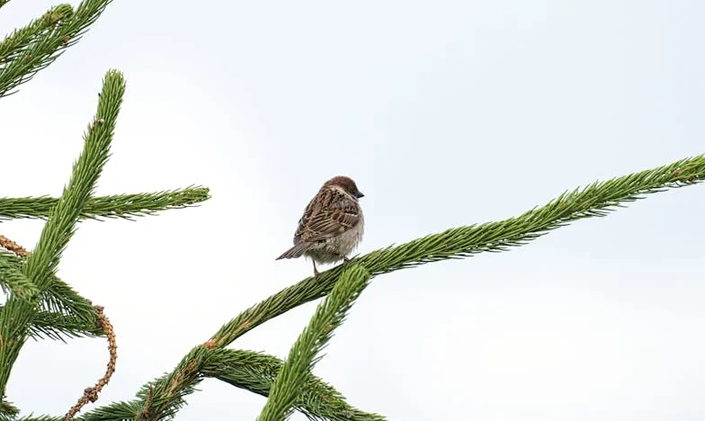 El testamento de la traición: Cuando el amor se convierte en un misterio