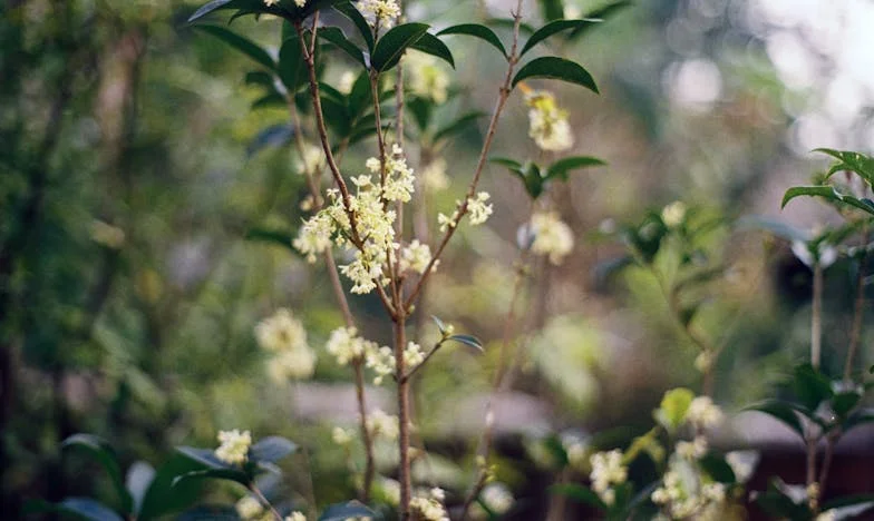 Entre fogones y silencios: el precio de la comida fresca