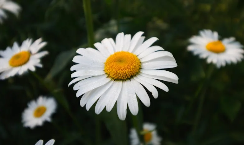 Entre las Sombras de mi Madre: Un Grito Silencioso
