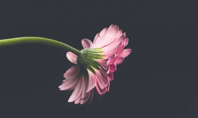 Gritos en la Cocina: Cuando la Confianza se Rompe en Casa