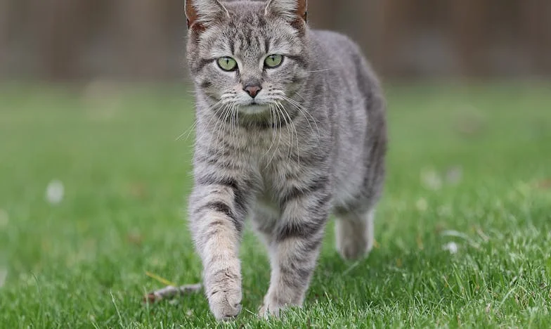 La decisión de Ricardo: Entre la sangre y el orgullo