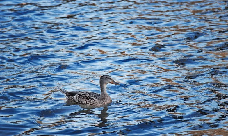 La Última Carta de Lucía