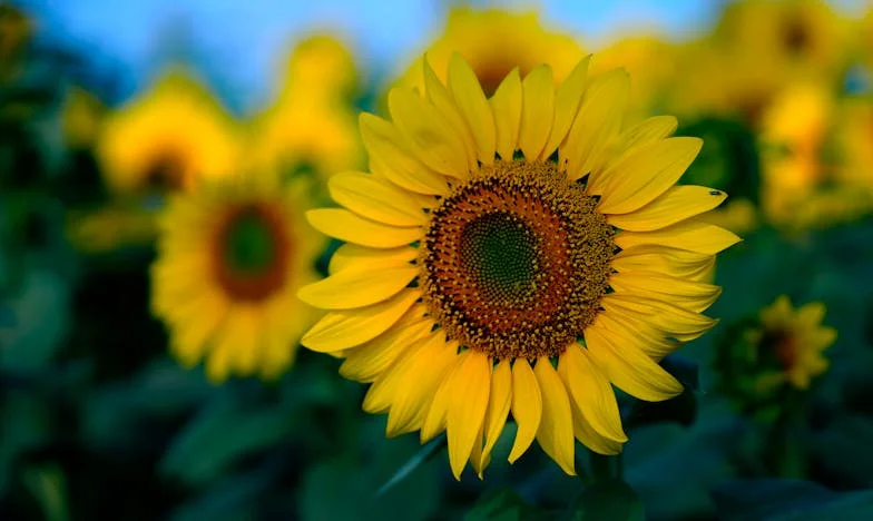 No Fui Invitada a la Boda, Pero Esperan que Les Dé un Hogar: Las Doble Raseros de la Familia