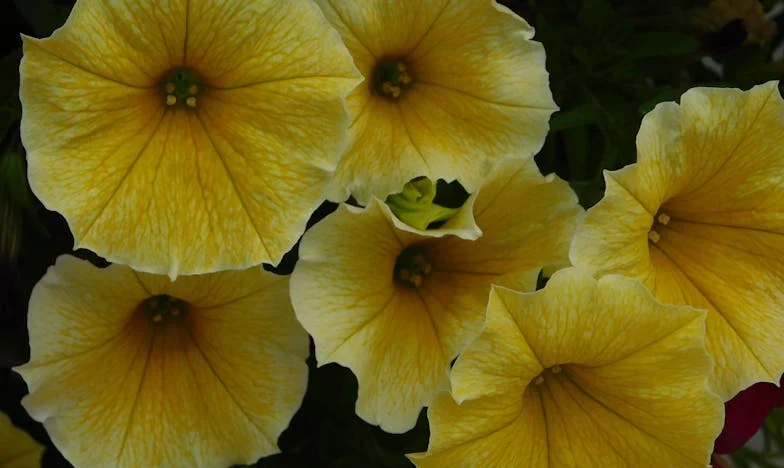 Sola con mi nuera embarazada: El precio de la confianza