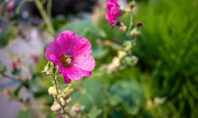 Cuando Mamá Llama a la Puerta: Un Hogar Dividido