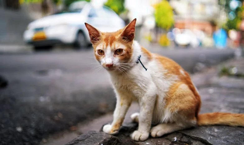 Cuando me convertí en invitada en mi propia familia: El relato de una madre española