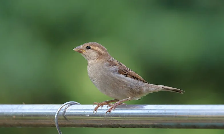 Cuando Tomás Cerró la Puerta: El Día que Mi Mundo se Rompió