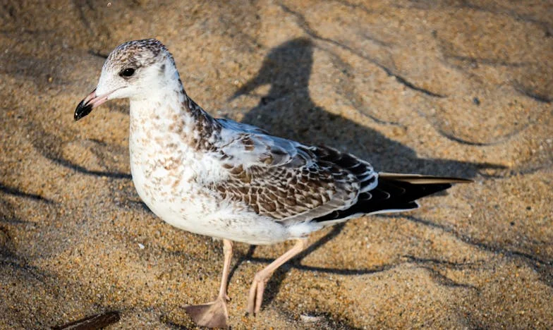 El ascenso que me rompió: La historia de Lucía Sánchez