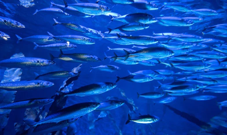 El precio de la confianza: Cuando un almuerzo lo cambia todo