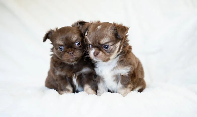 Entre el amor de madre y la lealtad: Cuando mi nuera volvió a casa