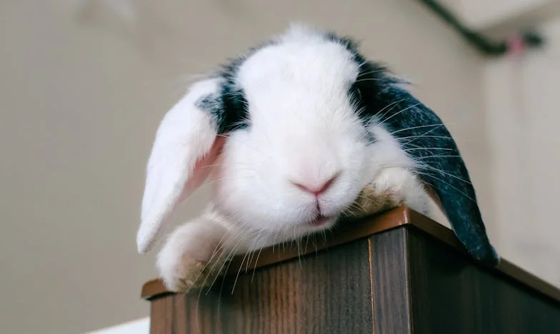 Herencias, silencios y la casa de la discordia