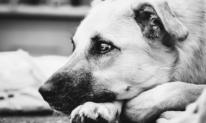 La cicatriz de mi reflejo: una historia de superación en Madrid