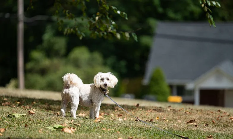 La herencia de la casa de la abuela: cuando la sangre duele