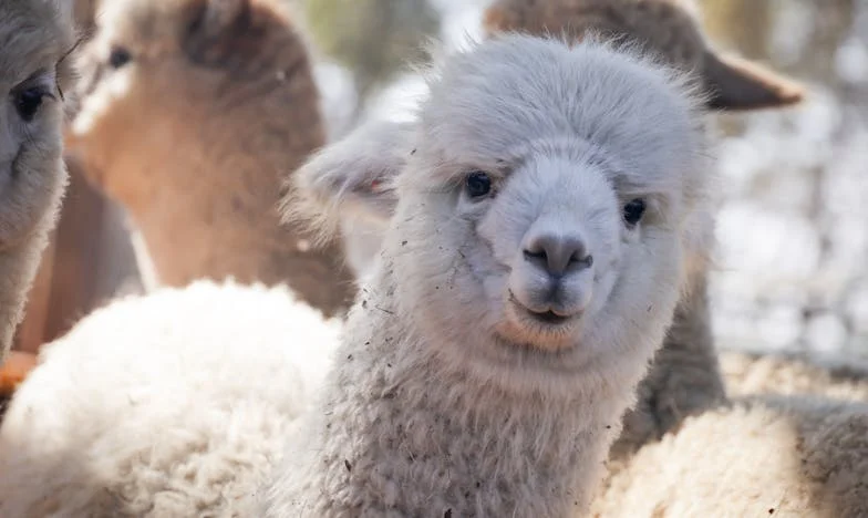 La Puerta Cerrada: El Precio de Mi Decisión