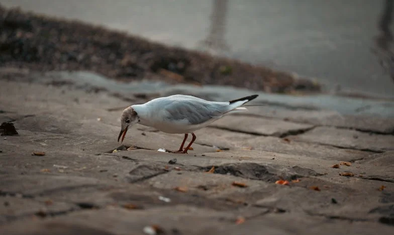 La verdad tras las rosas rojas: Un cumpleaños que lo cambió todo