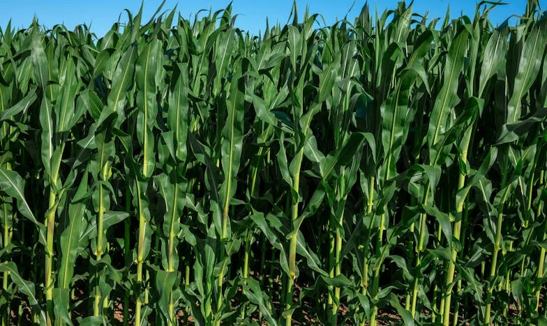 Los fragmentos del silencio – La ruptura y renacimiento de una familia española