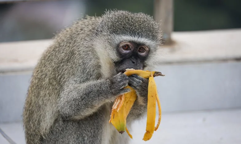 Más allá del sabor: El precio de la perfección