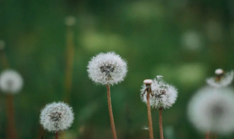 Mi padre quiere volver: la herida que nunca cerró
