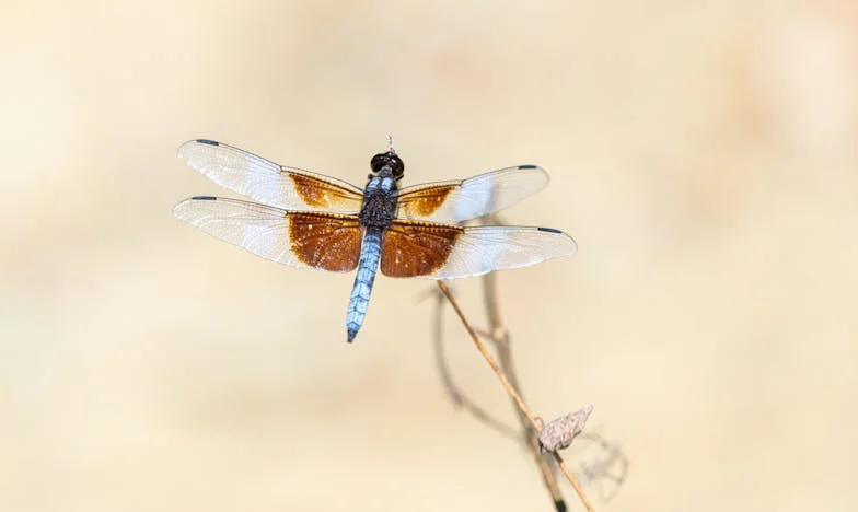 Nunca Es Suficiente: El Precio de la Austeridad en Casa