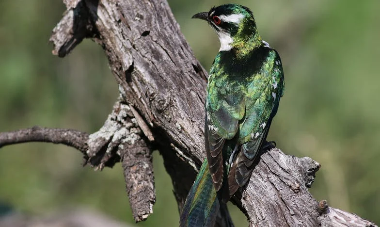 ¿Por qué nadie me llamó? – El silencio de la abuela Carmen