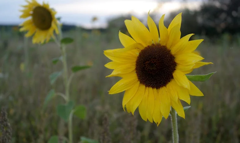 Abuelo, ¿Por Qué No Quieres Que Vivamos Mejor?