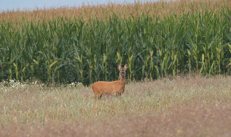Cuando la familia no está: el día que mi suegra me rompió el corazón