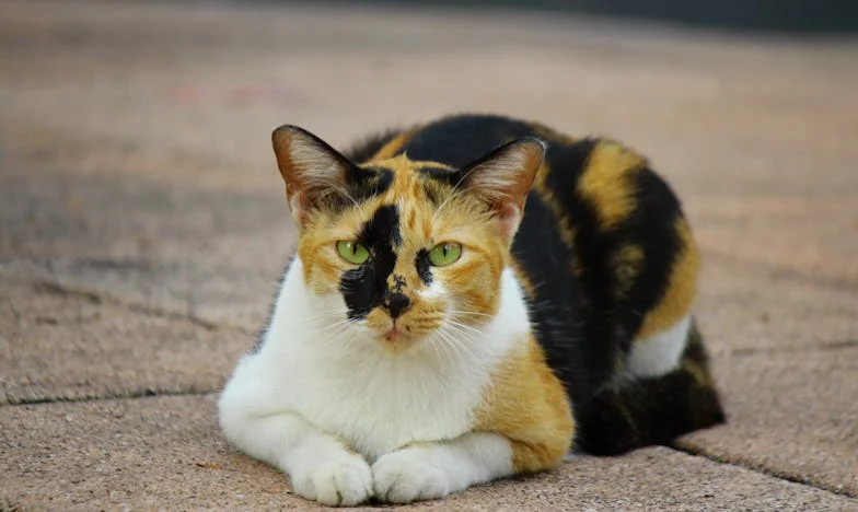 El almuerzo que lo cambió todo: secretos en la mesa de mi hijo