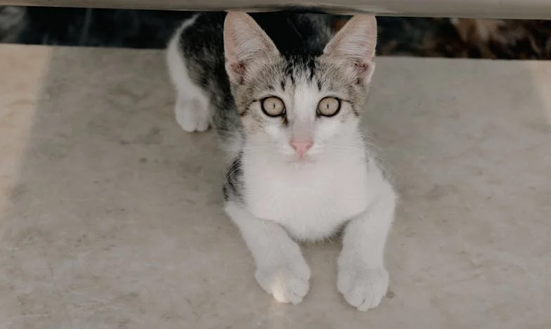 El precio de la sangre: Cuando el dinero amenaza a la familia