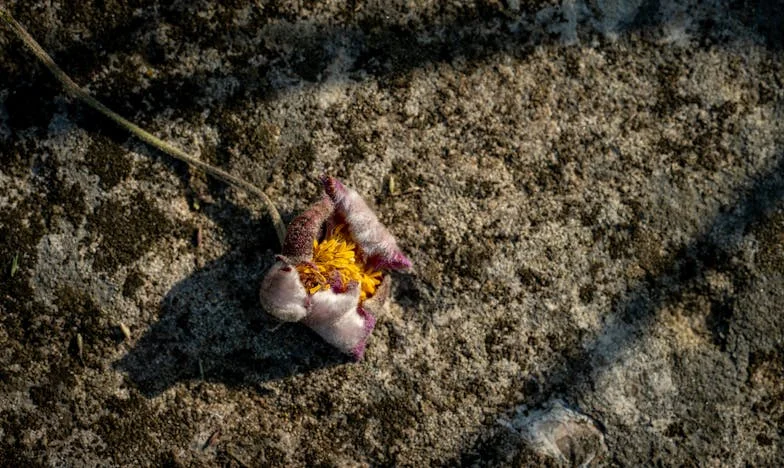 Entre dos fuegos: Cuando mi suegra quiso empezar de nuevo
