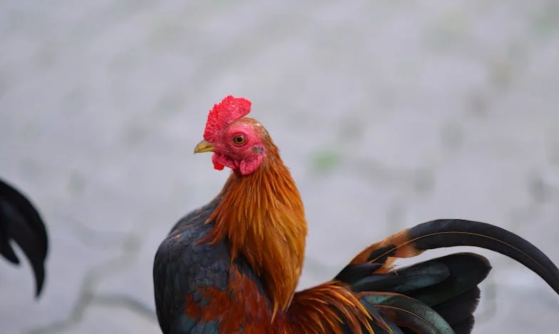 La adopción que rompió mi familia: La verdad que nunca quisimos escuchar