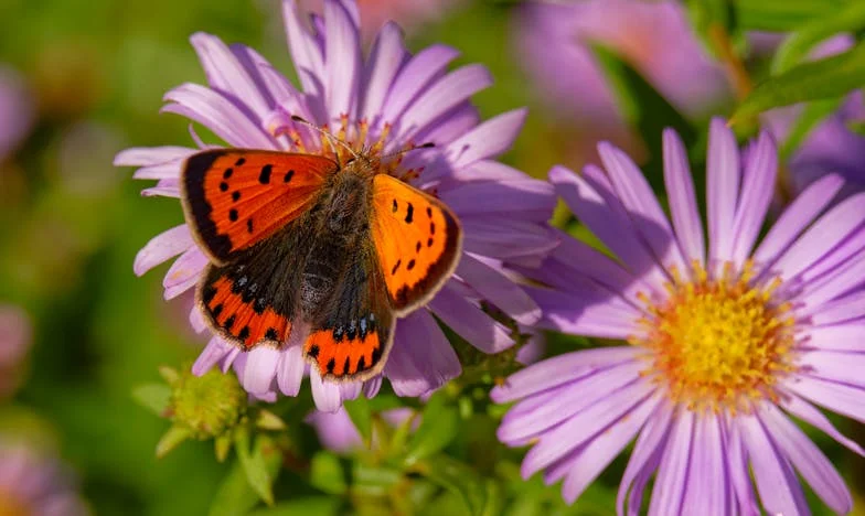 La casa de los sueños que destrozó mi vida