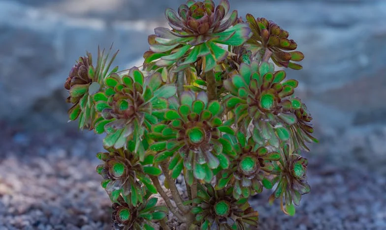 La decisión más difícil: una vida entre cartas y silencios